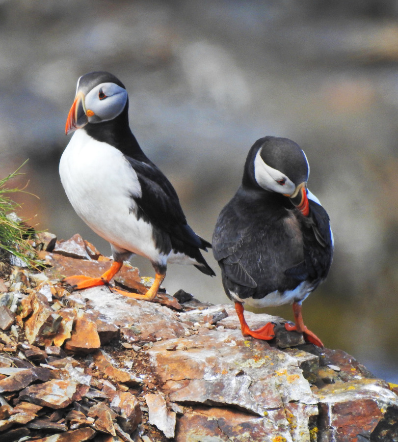 Atlantic Puffin