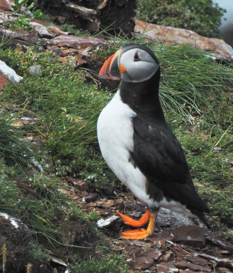 Atlantic Puffin