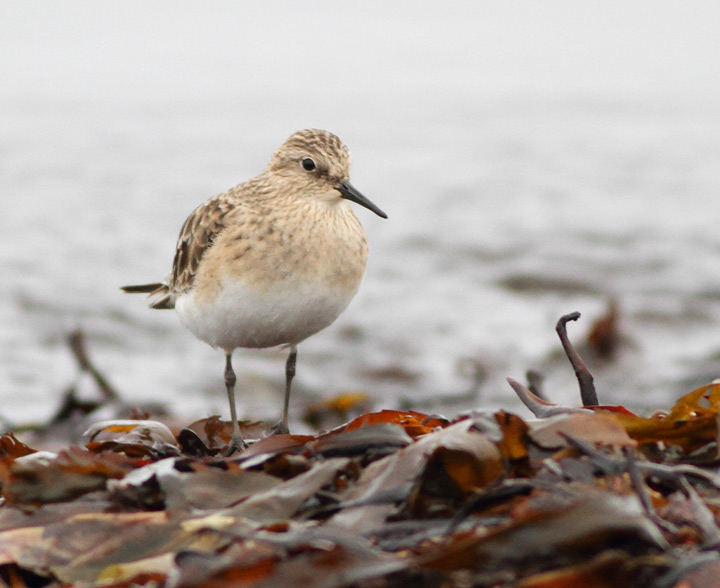 Baird's Sandpiper