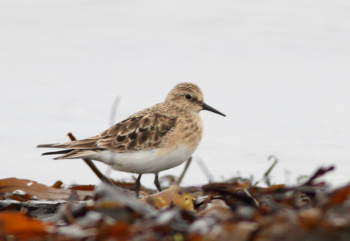 Baird's Sandpiper