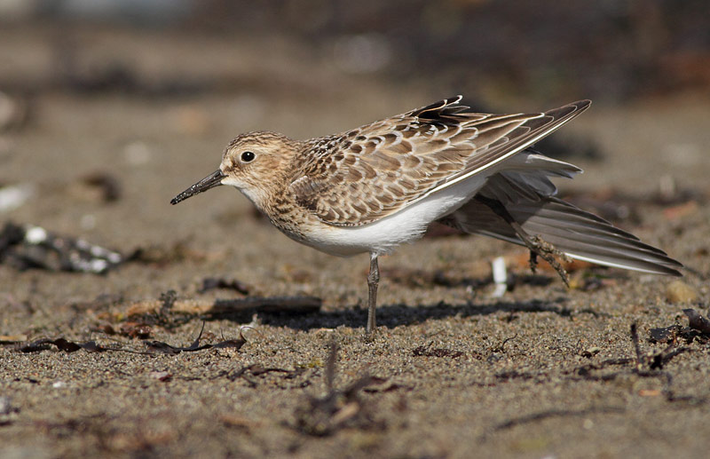 Baird's Sandpiper