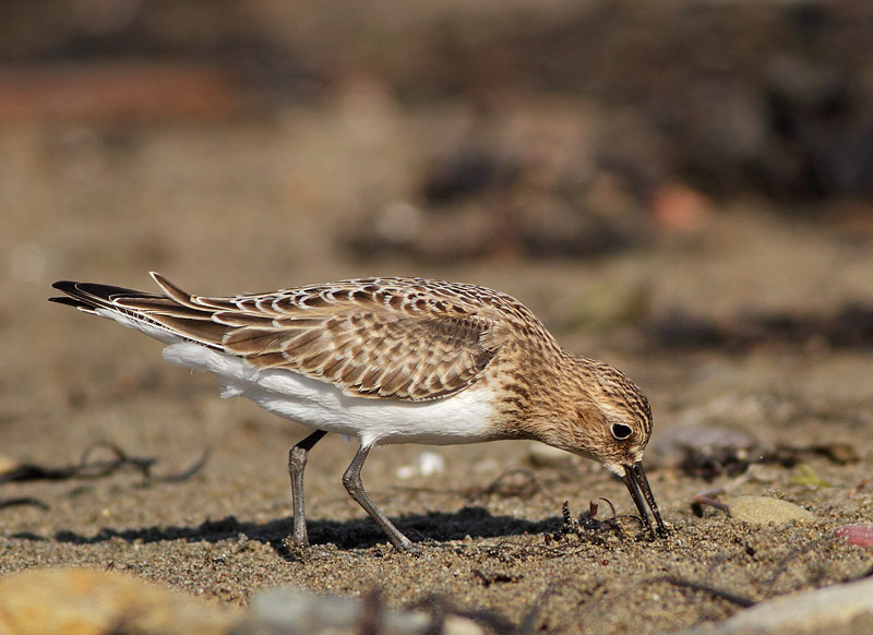 Baird's Sandpiper