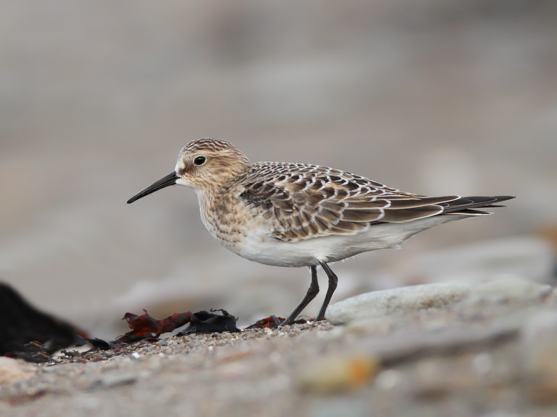 Baird's Sandpiper