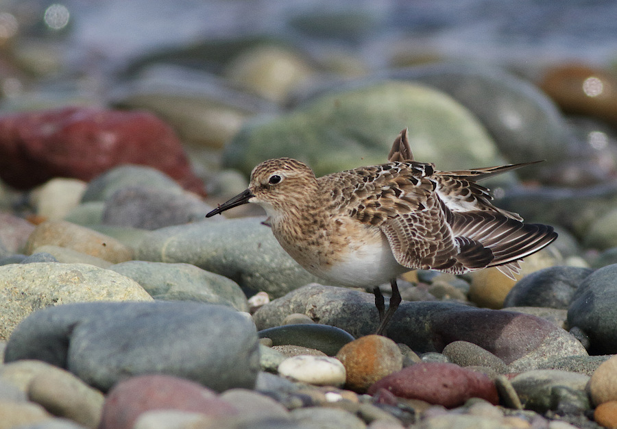 Baird's Sandpiper