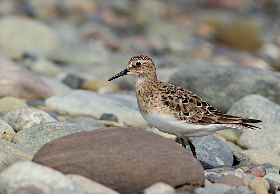 Baird's Sandpiper