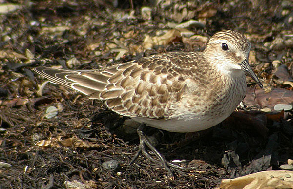 Baird's Sandpiper