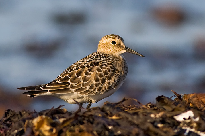 Baird's Sandpiper
