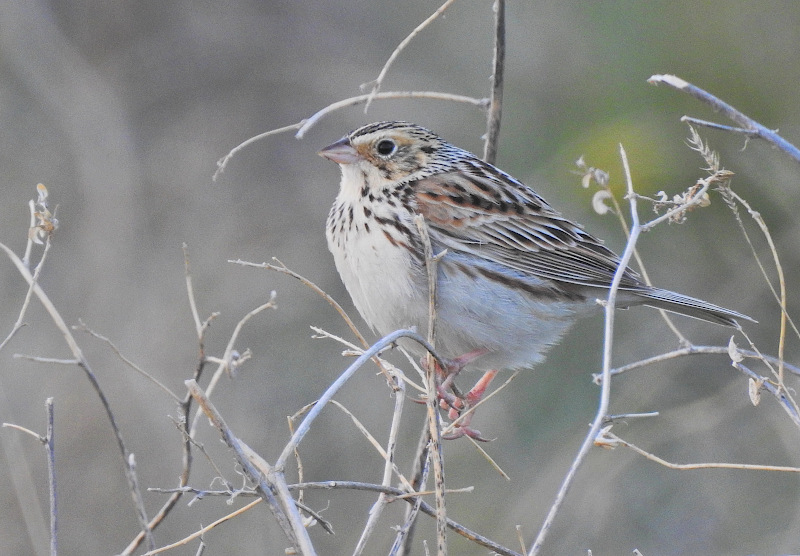 Baird's Sparrow