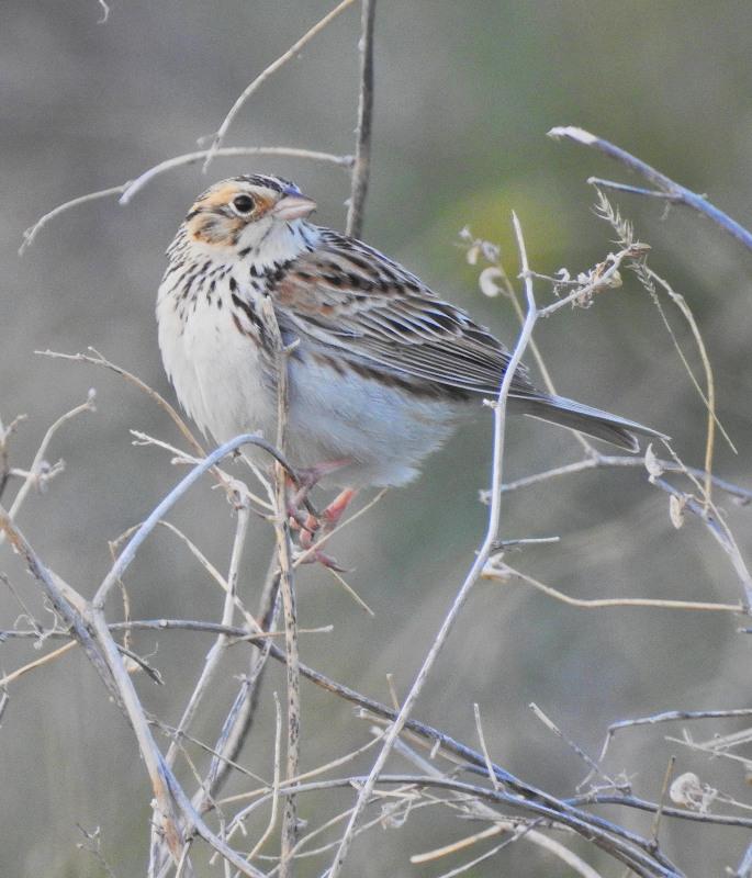 Baird's Sparrow