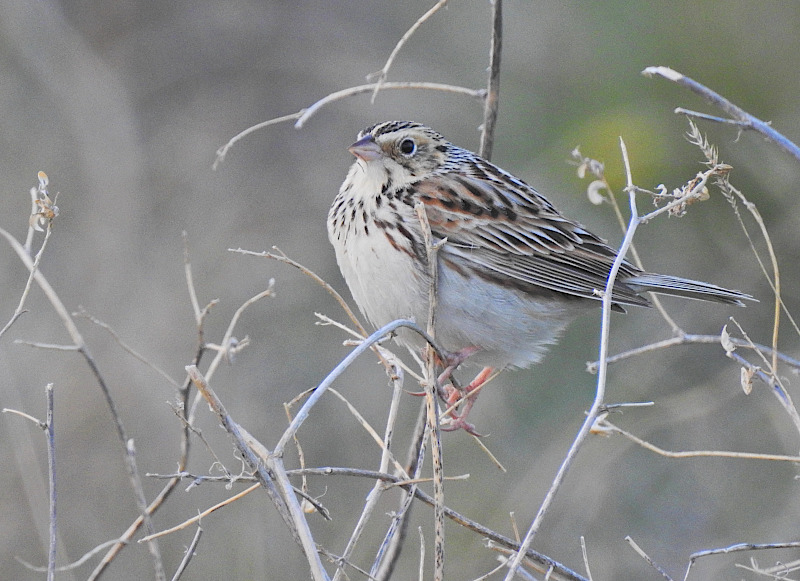 Baird's Sparrow