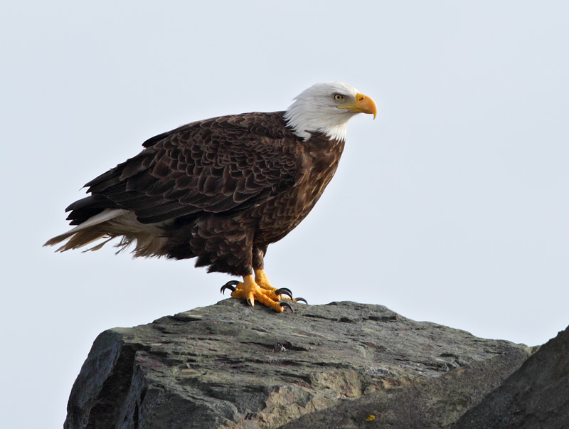 Bald Eagle