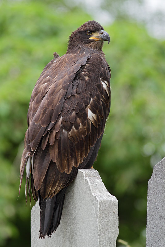 Bald Eagle
