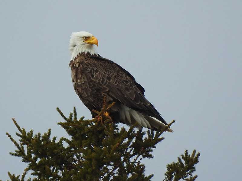 Bald Eagle