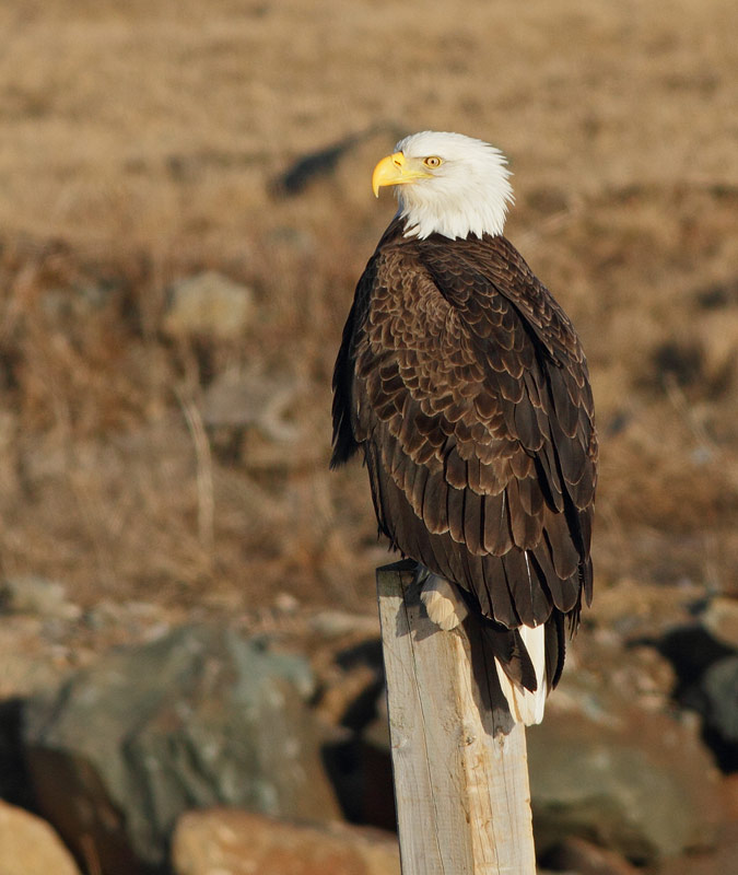 Bald Eagle