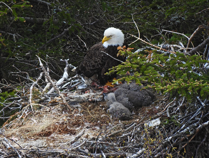 Bald Eagle