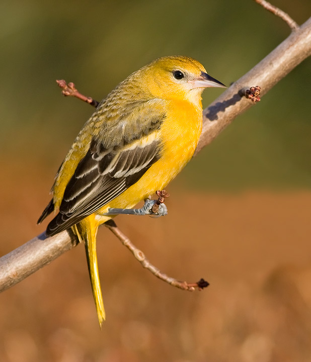 Baltimore Oriole