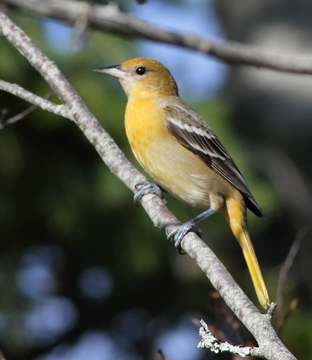 Baltimore Oriole