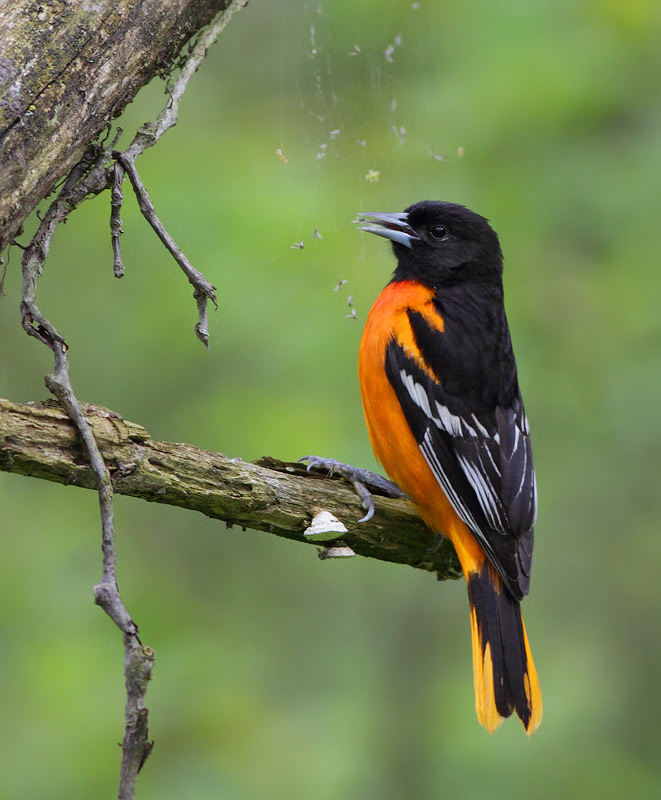 Baltimore Oriole