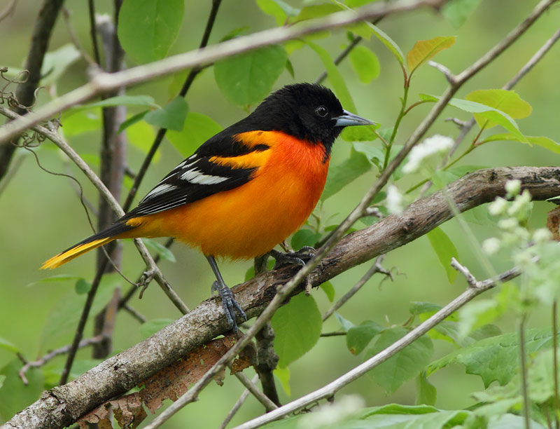 Baltimore Oriole