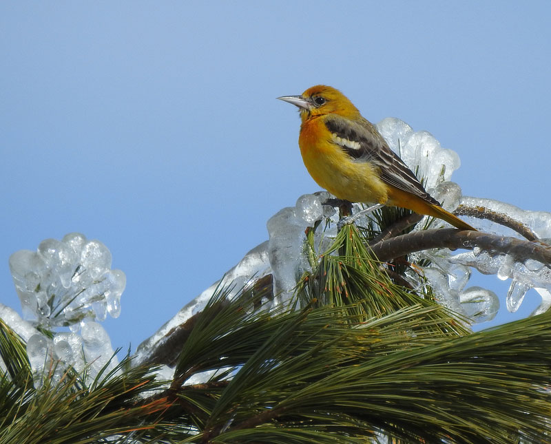 Baltimore Oriole