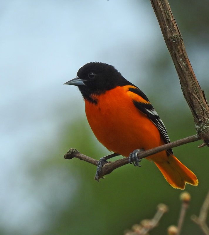 Baltimore Oriole