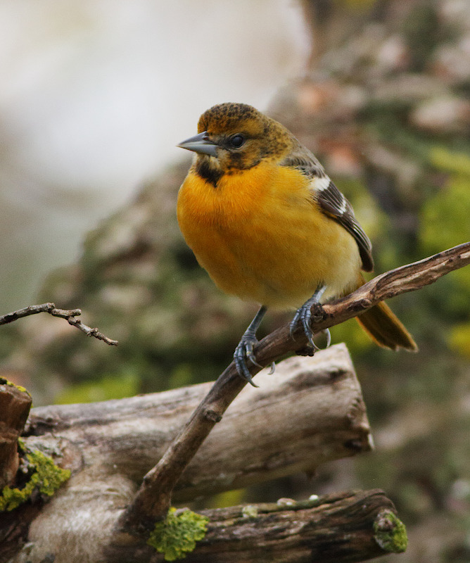Baltimore Oriole