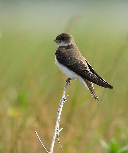 Bank Swallow