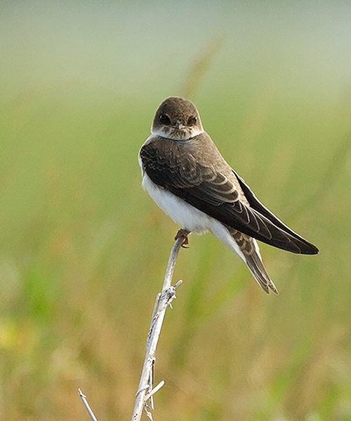 Bank Swallow