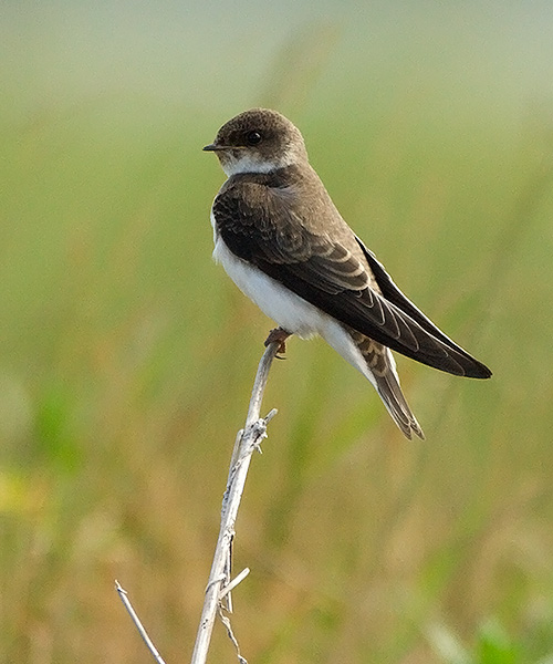 Bank Swallow