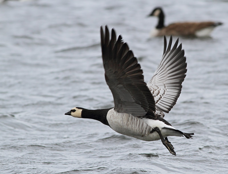 Barnacle Goose