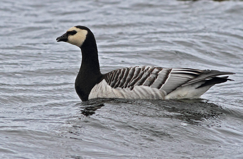Barnacle Goose