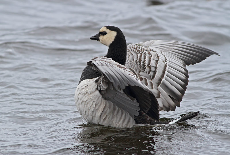 Barnacle Goose