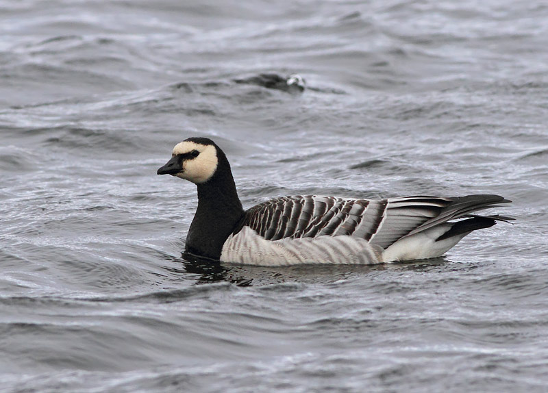 Barnacle Goose