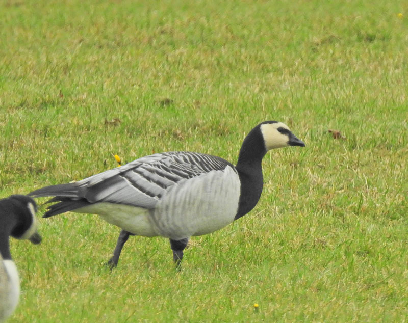 Barnacle Goose