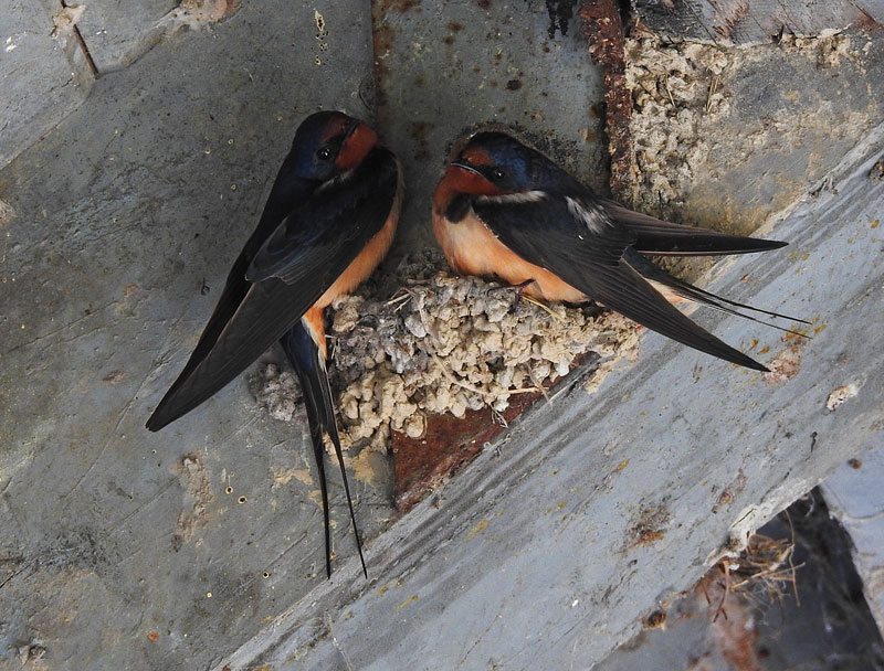Barn Swallow