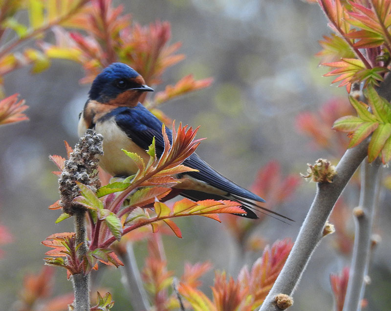 Barn Swallow