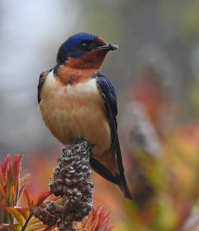 Barn Swallow