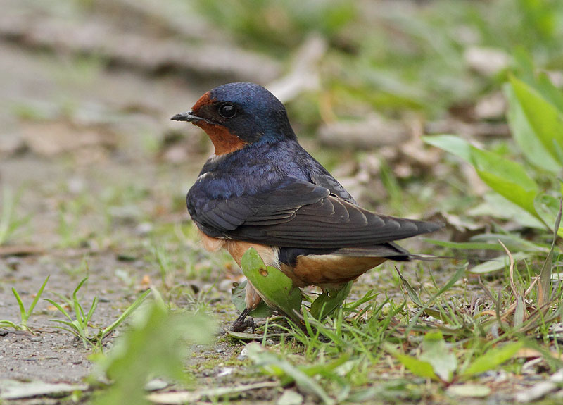 Barn Swallow