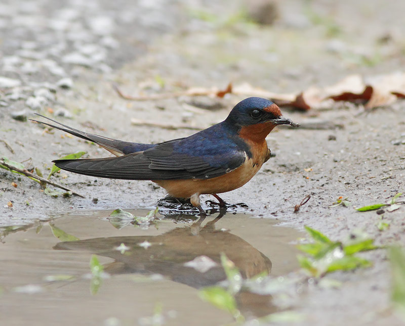 Barn Swallow