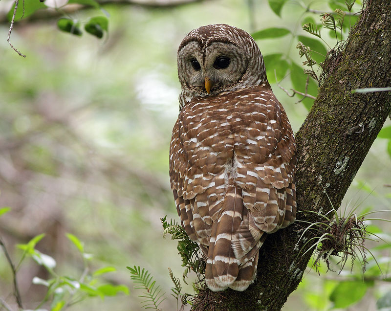 Barred Owl