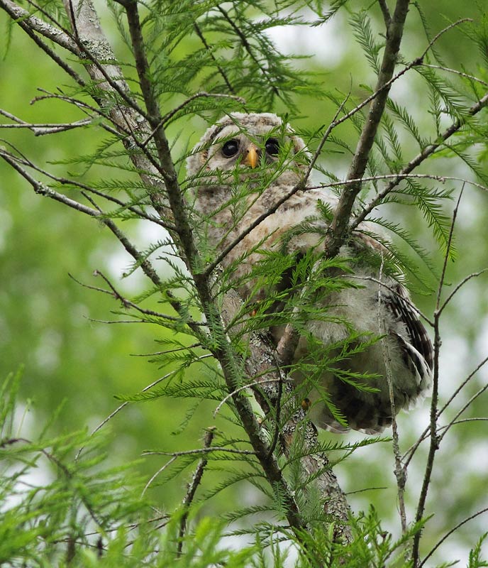 Barred Owl