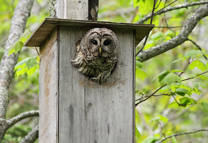 Barred Owl