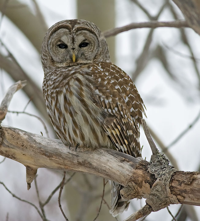Barred Owl