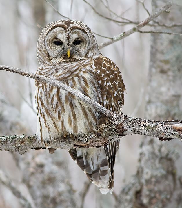 Barred Owl