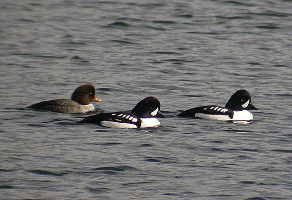 Barrow's Goldeneye