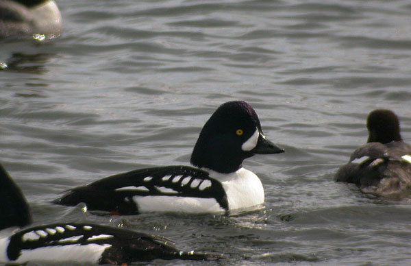 Barrow's Goldeneye