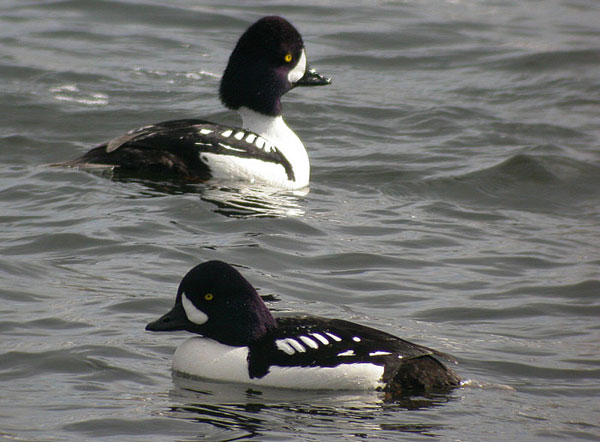 Barrow's Goldeneye