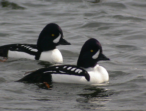 Barrow's Goldeneye