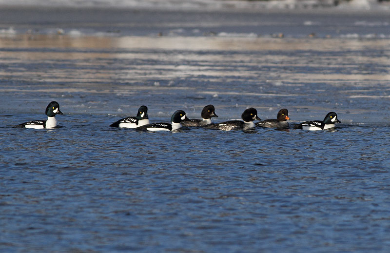 Barrow's Goldeneye