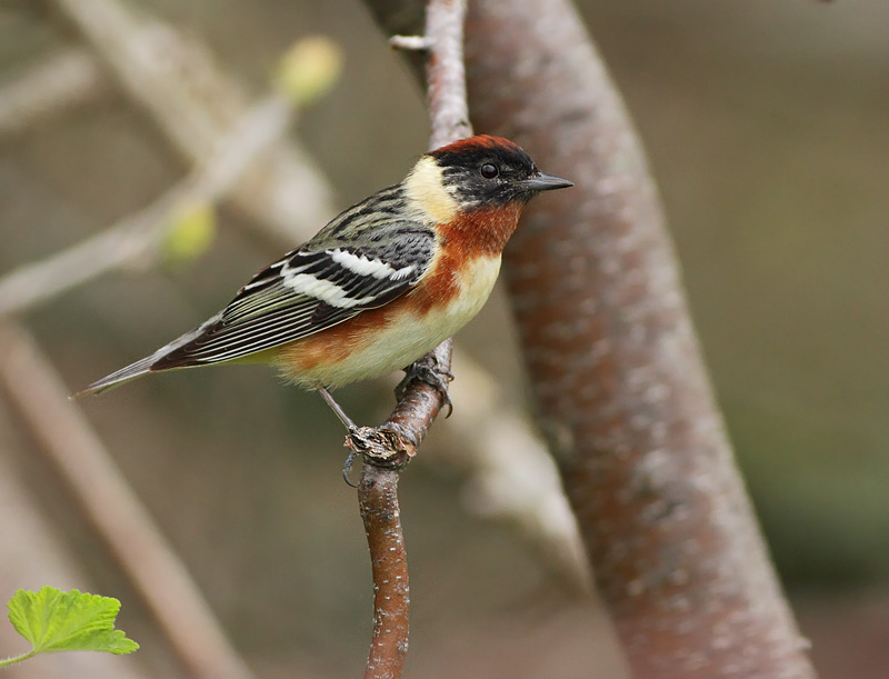 Bay-breasted Warbler